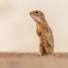 European ground squirrel perched on hind legs