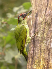 European Green Woodpecker on tree