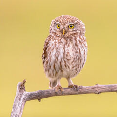 Litte owl perched on branch
