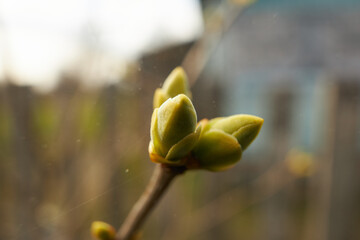 Blooming lilac buds, macro photography with bokeh and iridescent dust on the lens from sunlight.
