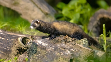 Polecat on trunk in forest at night