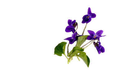 Naklejka na ściany i meble Veilchen Viola
