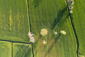 Aerial view of a wheat field in spring