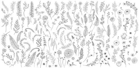 Line art floral element collection with plants, grass, branches, flowers, buds, stems, twigs and leaves, decorative botanical illustrations isolated on white background