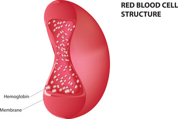 Red blood cell structure