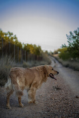 Naklejka premium dog in a walk in the countryside