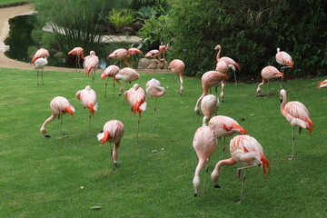The pink flamingos on a beautiful landscape. Loro Park Spain, Tenerife.