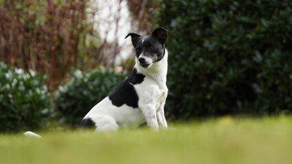 Jack russell terrier sitzend auf Rasen Nahaufnahme, macht Sitz