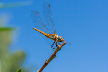 Beautiful migratory dragonfly from the dragonfly family (Libellulidae) against the blue sky in sunlight, wandering dragonfly on a green branch, genuine sustainable development in harmony with nature