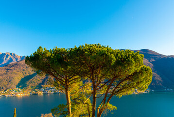 Umbrella Pine Tree and Lake Lugano with Mountain in a Sunny Day in Vico Morcote, Ticino in...