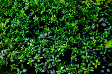 dark green leaves of native bacopa monnieri evergreen vines, earth day