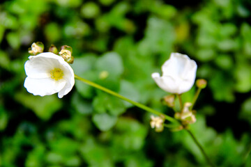 closed up white Echinodorus yellow sun flower in the garden, earth day