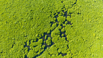 Mangrove rainforest with green trees in the sea water, aerial view. Tropical landscape with...