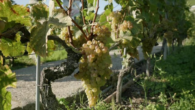 closeup grapes view in the swiss terraced vineyards