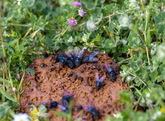 flies feeding on animal dung