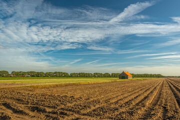 Picturesque image of a Dutch potato field shortly before harvest. In the landscape is a small barn with an orange tiled roof. The photo was taken on a sunny day at the beginning of the autumn season. © Ruud Morijn