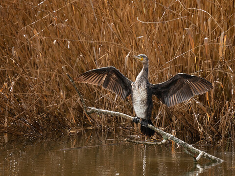 Kormoran nach dem regen