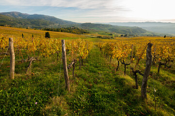 Beautiful vineyard landscape at sunset in Tuscany, Italy. Autumn season.