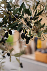 Close up of a black olive branch hanging from a tree with city background.