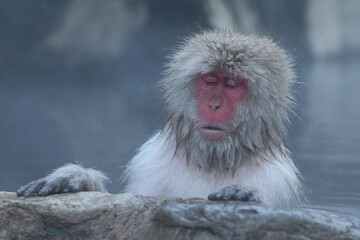 Snow monkey sleeping in the hot spring, in Nagano, Japan