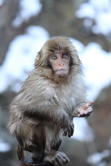 Snow monkey baby in Nagano, Japan
