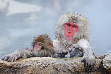 Snow monkey mother and child taking the hot spring, in Nagano, Japan