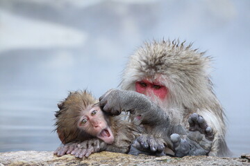 Snow monkey mother and child taking the hot spring, in Nagano, Japan