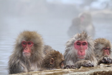 Snow monkey family taking the hot spring, in Nagano, Japan