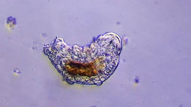 Tardigrade microorganism viewed under microscope