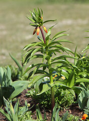 Fritillaria imperialis with still closed flowers in the park, the plant known also as crown imperial, imperial fritillary or Kaisers crown