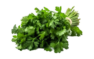 Obraz premium bunch of coriander cilantro isolated on white