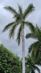 imperial palm trees and sky