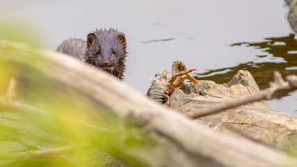 a spider on a branch
