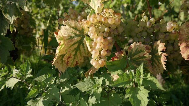 closeup grapes view in the swiss terraced vineyards