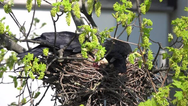Ein Rabenpaar füttert die Jungvögel im Nest