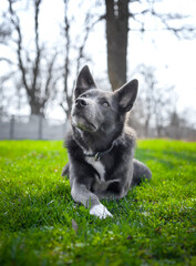 Gray dog with white spots on the green grass in the park