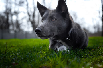 Gray dog with white spots on the green grass in the park