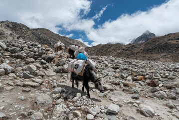 Yaks carrying stuff on the way to Everest base camp in Nepal