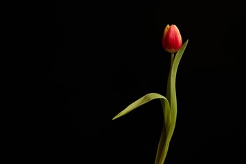 Tender tulip flower with red petals and green leaves with thin stem on black background.