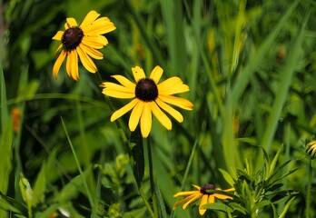 Obraz premium Closeup shot of coneflowers (Rudbeckia) in the field
