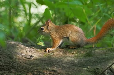 Naklejka na ściany i meble Closeup shot of a Squirrel on a trunk against blurred greenery background