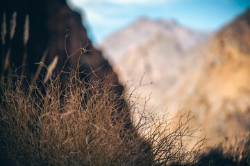Fototapeta premium Closeup shot of dry grass in the mountains