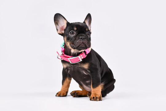 Tan French Bulldog dog puppy with pink collar on white background