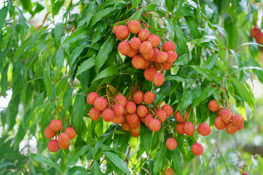 lychee tree in plantation garden. fresh ripe lychee fruits hang on tree. Tropical summer fruit in Thailand.Copy space for text.