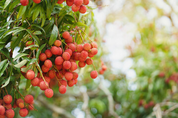 Fresh ripe lychee fruits hanging on lychee tree in plantation garden. Tropical summer fruit in Thailand.