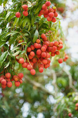 Fresh ripe lychee fruits hanging on lychee tree in plantation garden. Tropical summer fruit in Thailand.