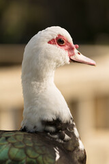 Vertical photo of muscovy duck head close up