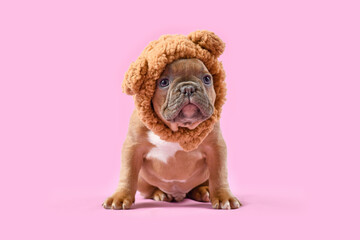 Fawn French Bulldog dog puppy wearing teddy bear costume hat on pink background