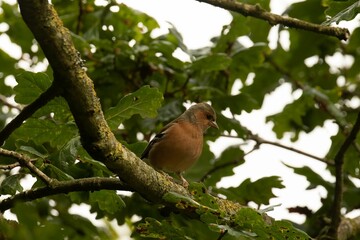 Male Chaffinch bird perched on branch with green Oak leaves