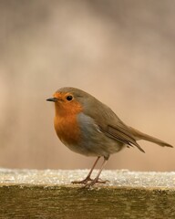 European Robin redbreast bird perched on icy wooden fence
